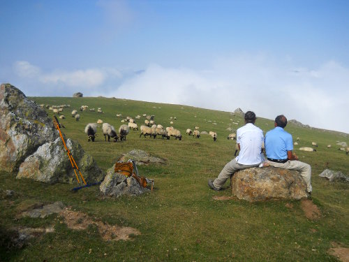 Sheep pastures