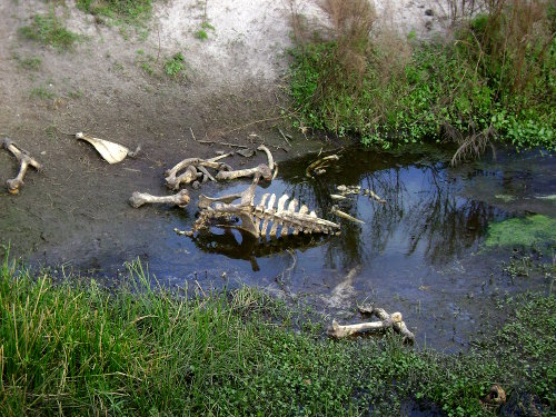 Dead cow in water