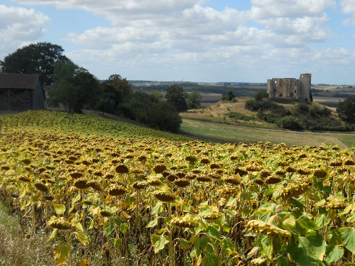 Sunflower fields