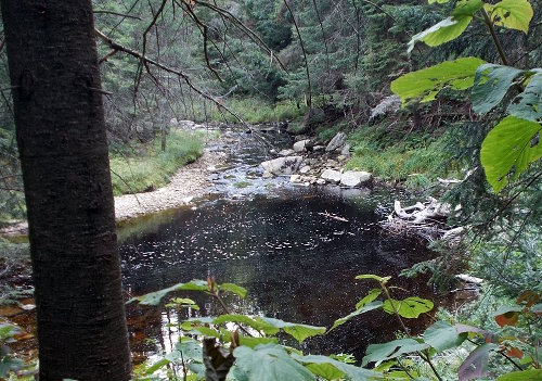 Stream with tannic acid