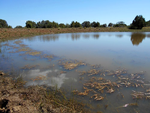 Bad stagnant water