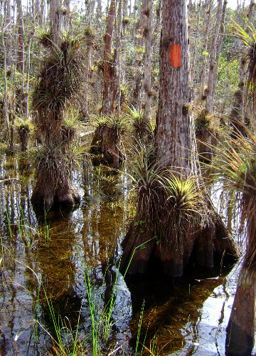 Swamp water