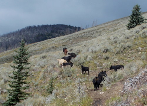 Herd of cattle on the Pacific Northwest Trail