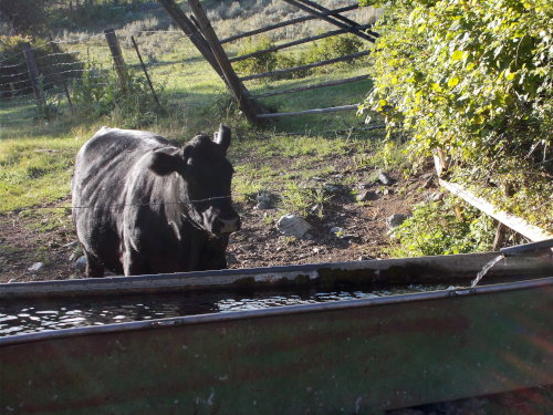 Cow at a cattle trough